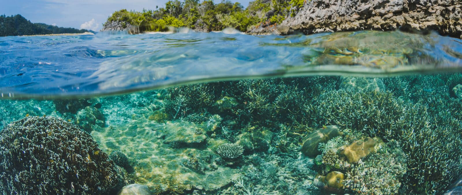 ¿Qué es la acidificación del océano y cómo afecta a la vida marina? · Maldita.es